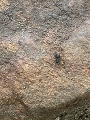 Steatoda borealis