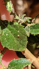 Brickellia microphylla scabra