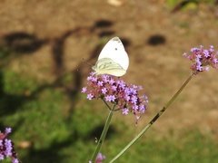 Pieris napi