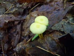 Hygrocybe parvula
