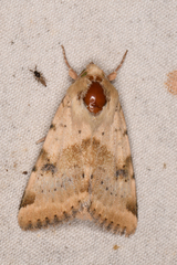 Heliothis phloxiphaga