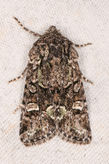 Lacinipolia