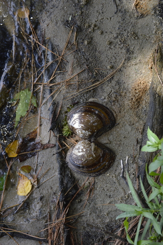 Utterbackiana suborbiculata