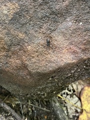 Steatoda borealis