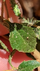 Brickellia microphylla scabra