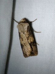 Agrotis puta