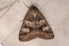 Drasteria adumbrata