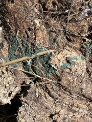 Hypocreaceae