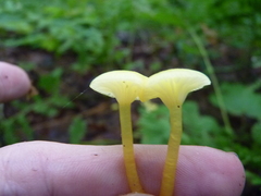 Hygrocybe parvula