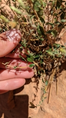 Brickellia microphylla scabra