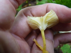 Hygrocybe parvula