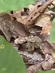 Anaxyrus americanus