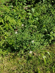 Symphyotrichum prenanthoides