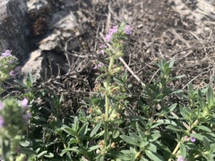 Thymus