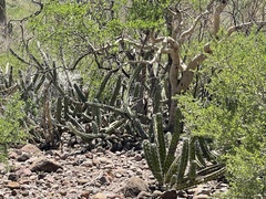 Stenocereus gummosus