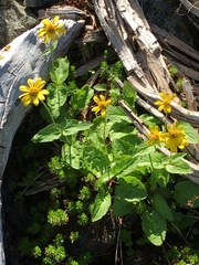 Arnica latifolia