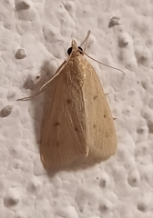 Achyra nudalis