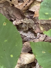 Anaxyrus americanus
