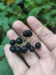 Actaea spicata