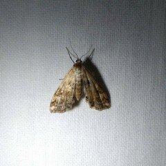 Cataclysta lemnata