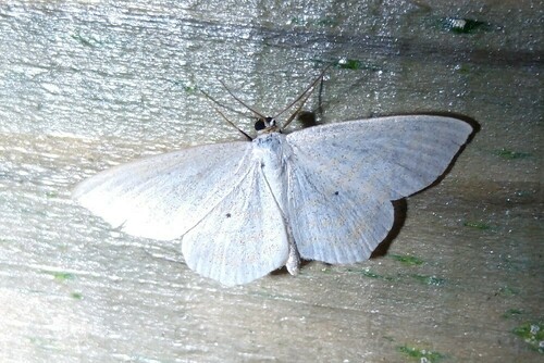 Lesser Cream Wave, 9351 Leek, Nederland, photo 8 of 10