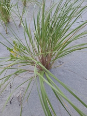 Ammophila breviligulata