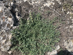 Thymus