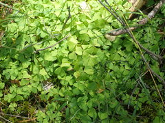 Oxalis acetosella