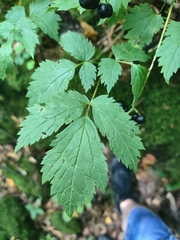 Actaea spicata