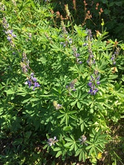 Lupinus arcticus