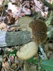 Daedaleopsis confragosa