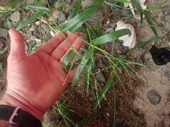 Urochloa subquadripara