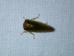 Iassus lanio