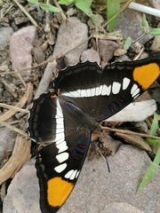Adelpha eulalia