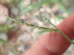Urochloa subquadripara