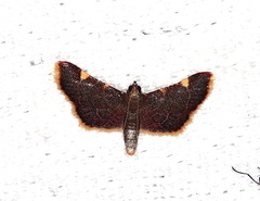 Hypsopygia mauritialis