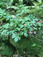 Actaea spicata