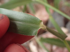 Urochloa subquadripara