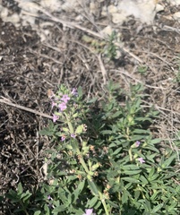 Thymus