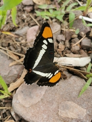 Adelpha eulalia