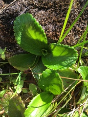 Leptarrhena pyrolifolia