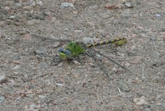 Ophiogomphus severus