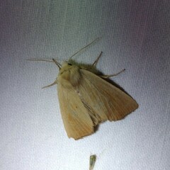 Arenostola phragmitidis