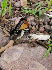 Adelpha eulalia