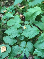 Actaea spicata