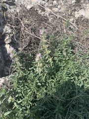 Thymus