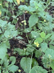 Geum × catlingii