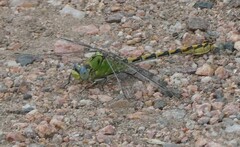 Ophiogomphus severus