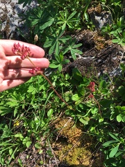 Leptarrhena pyrolifolia