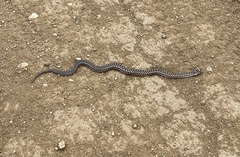 Pituophis catenifer catenifer